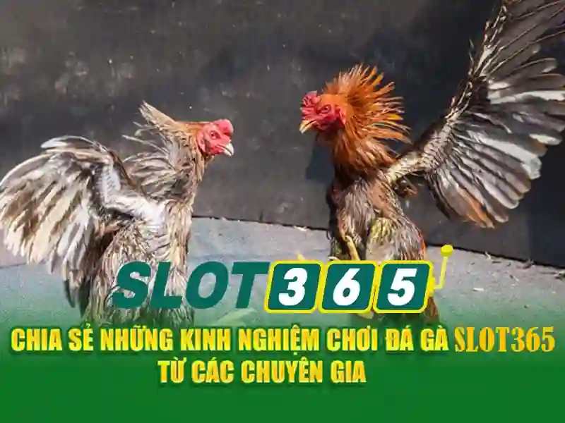 Slot365 – Trải nghiệm máy đánh bạc trực tuyến hàng đầu