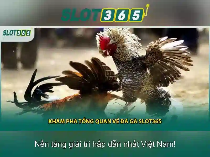 Slot365 – Nền tảng slot trực tuyến uy tín